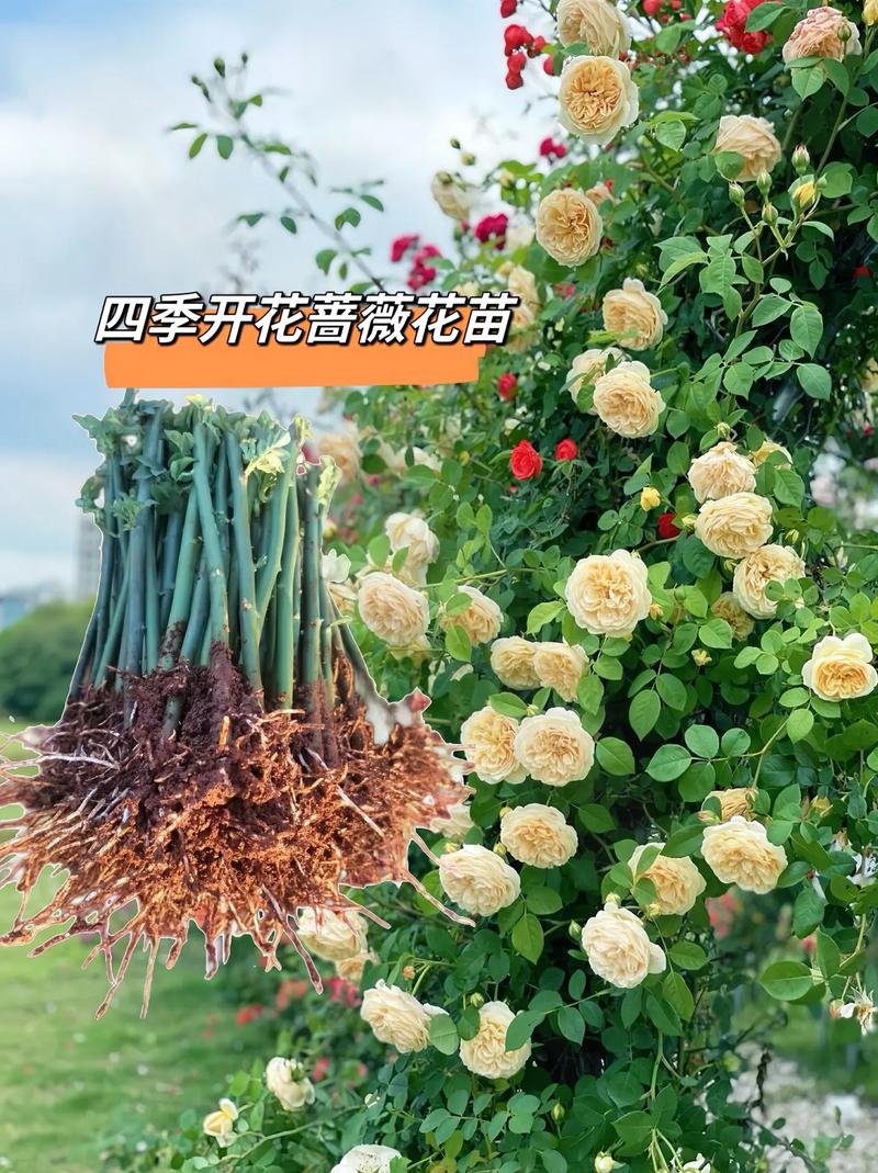 蔷薇秋天怎么养(蔷薇秋天怎么养殖)-第2张图片-多多自然网 蔷薇秋天怎么养(蔷薇秋天怎么养殖)-第2张图片-多多自然网