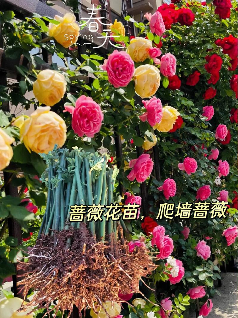 蔷薇秋天怎么养(蔷薇秋天怎么养殖)-第3张图片-多多自然网 蔷薇秋天怎么养(蔷薇秋天怎么养殖)-第3张图片-多多自然网