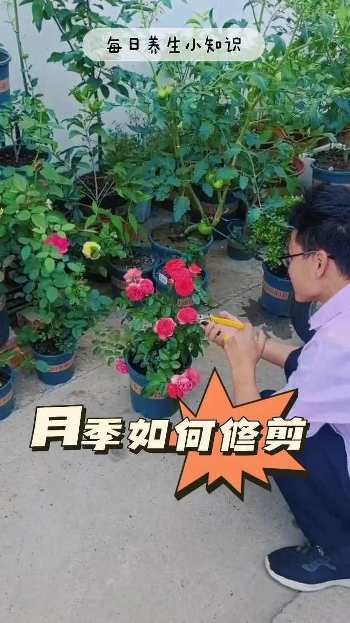 蔷薇秋天怎么养(蔷薇秋天怎么养殖)-第6张图片-多多自然网 蔷薇秋天怎么养(蔷薇秋天怎么养殖)-第6张图片-多多自然网