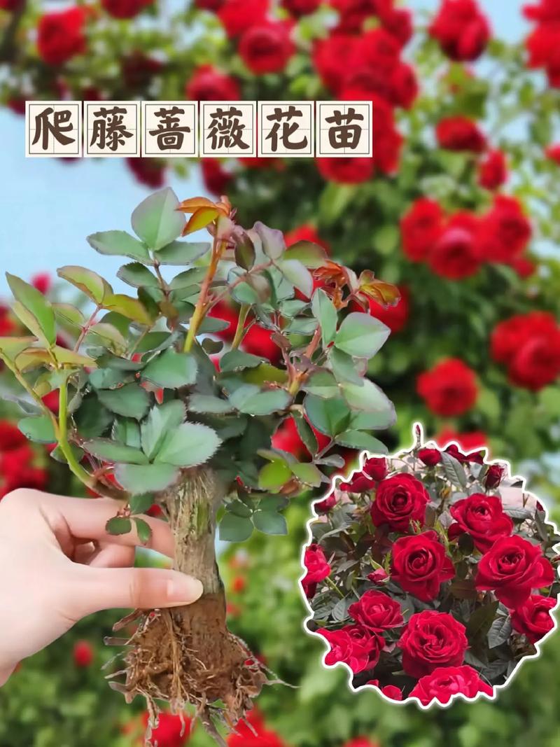 蔷薇秋天怎么养(蔷薇秋天怎么养殖)-第7张图片-多多自然网 蔷薇秋天怎么养(蔷薇秋天怎么养殖)-第7张图片-多多自然网