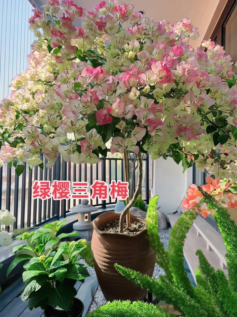 盆栽日本樱花怎么养(日本樱花可以盆栽吗)-第3张图片-多多自然网 盆栽日本樱花怎么养(日本樱花可以盆栽吗)-第3张图片-多多自然网
