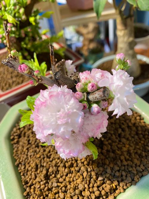 盆栽日本樱花怎么养(日本樱花可以盆栽吗)-第5张图片-多多自然网 盆栽日本樱花怎么养(日本樱花可以盆栽吗)-第5张图片-多多自然网