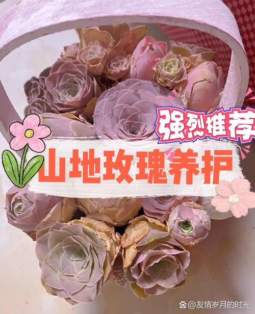山地玫瑰开花后怎么办(山地玫瑰出状态)-第5张图片-多多自然网 山地玫瑰开花后怎么办(山地玫瑰出状态)-第5张图片-多多自然网