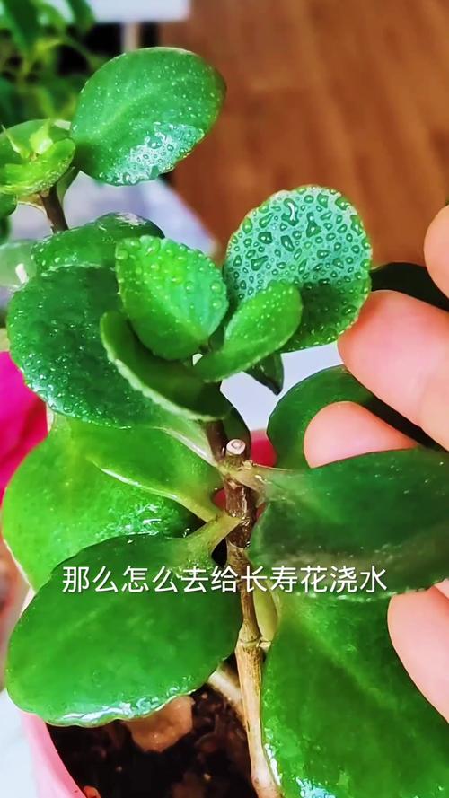 长寿花多久浇一次水(长寿花多久浇一次水比较好)-第1张图片-多多自然网 长寿花多久浇一次水(长寿花多久浇一次水比较好)-第1张图片-多多自然网