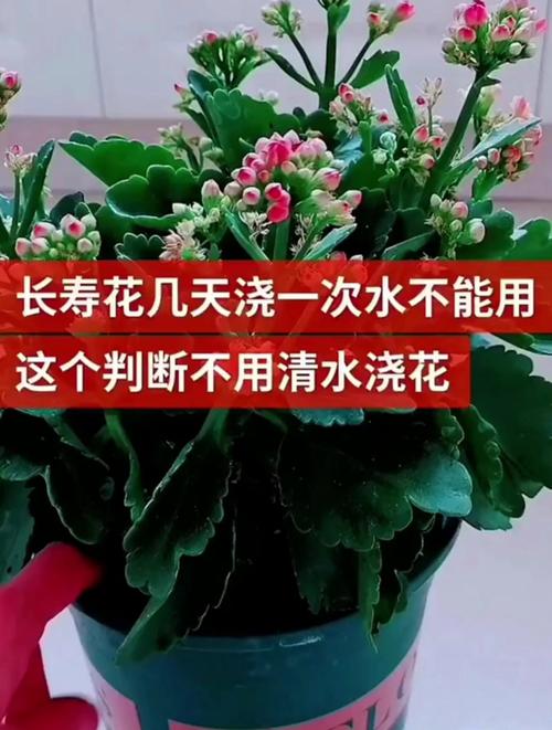 长寿花多久浇一次水(长寿花多久浇一次水比较好)-第5张图片-多多自然网 长寿花多久浇一次水(长寿花多久浇一次水比较好)-第5张图片-多多自然网