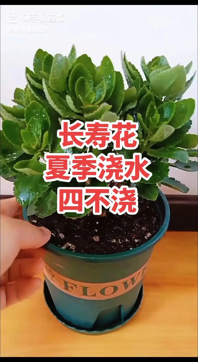 长寿花多久浇一次水(长寿花多久浇一次水比较好)-第6张图片-多多自然网 长寿花多久浇一次水(长寿花多久浇一次水比较好)-第6张图片-多多自然网