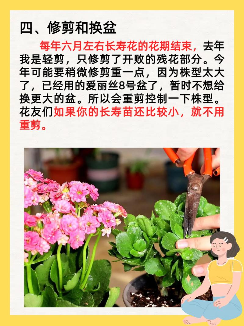长寿花多久浇一次水(长寿花多久浇一次水比较好)-第7张图片-多多自然网 长寿花多久浇一次水(长寿花多久浇一次水比较好)-第7张图片-多多自然网