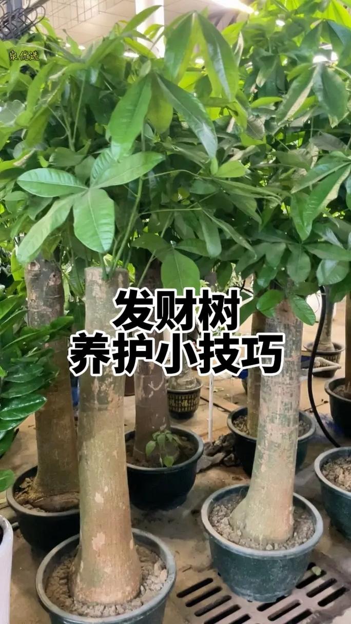 小发财树怎么养才茂盛(小发财树怎么养才能更旺盛)-第2张图片-多多自然网 小发财树怎么养才茂盛(小发财树怎么养才能更旺盛)-第2张图片-多多自然网
