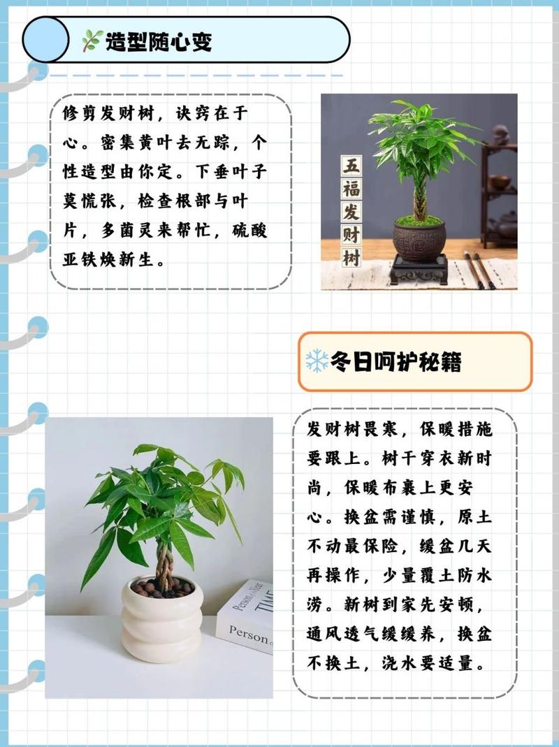 小发财树怎么养才茂盛(小发财树怎么养才能更旺盛)-第4张图片-多多自然网 小发财树怎么养才茂盛(小发财树怎么养才能更旺盛)-第4张图片-多多自然网