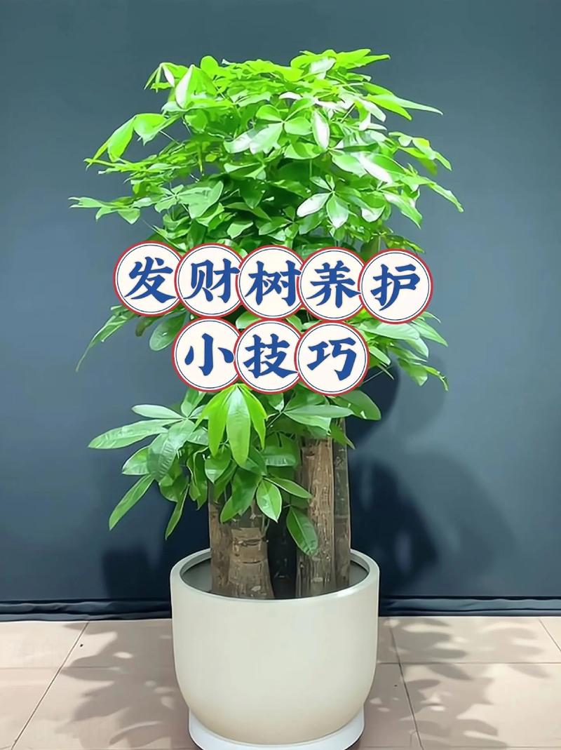 小发财树怎么养才茂盛(小发财树怎么养才能更旺盛)-第5张图片-多多自然网 小发财树怎么养才茂盛(小发财树怎么养才能更旺盛)-第5张图片-多多自然网