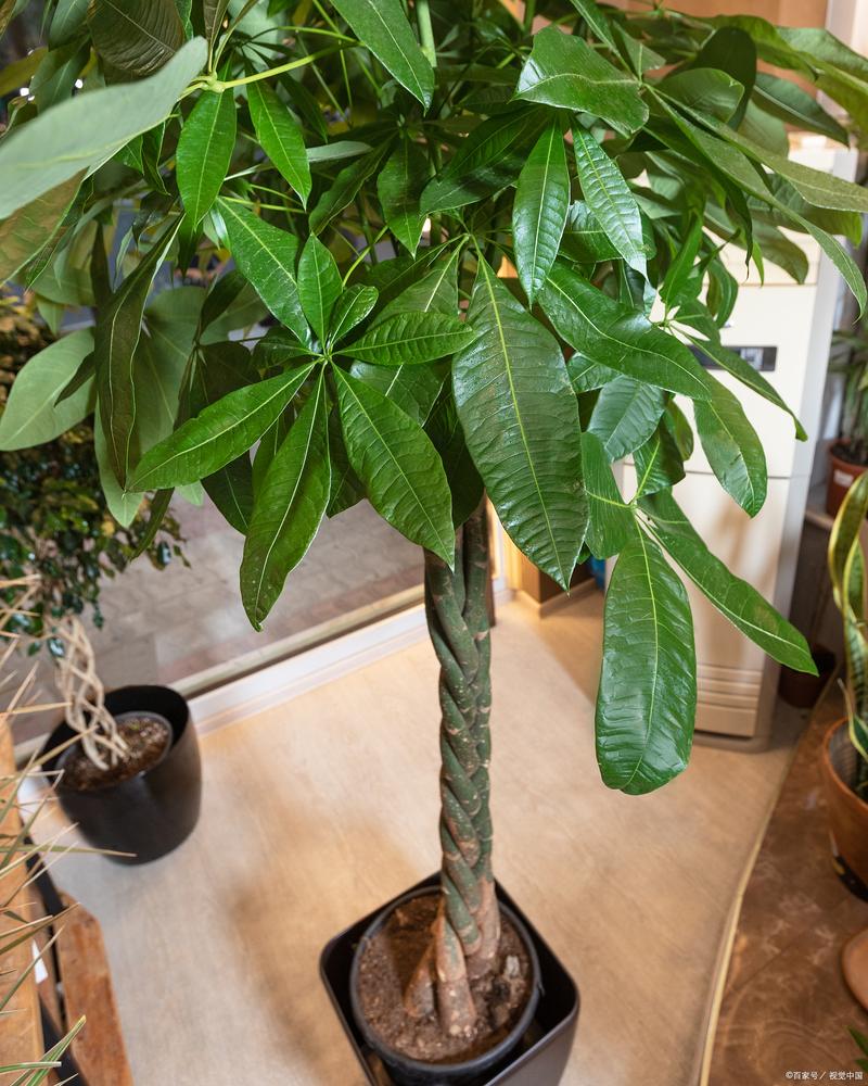 小发财树怎么养才茂盛(小发财树怎么养才能更旺盛)-第6张图片-多多自然网 小发财树怎么养才茂盛(小发财树怎么养才能更旺盛)-第6张图片-多多自然网