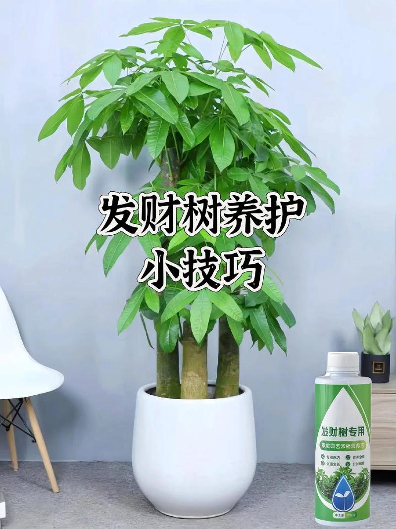 小发财树怎么养才茂盛(小发财树怎么养才能更旺盛)-第8张图片-多多自然网 小发财树怎么养才茂盛(小发财树怎么养才能更旺盛)-第8张图片-多多自然网