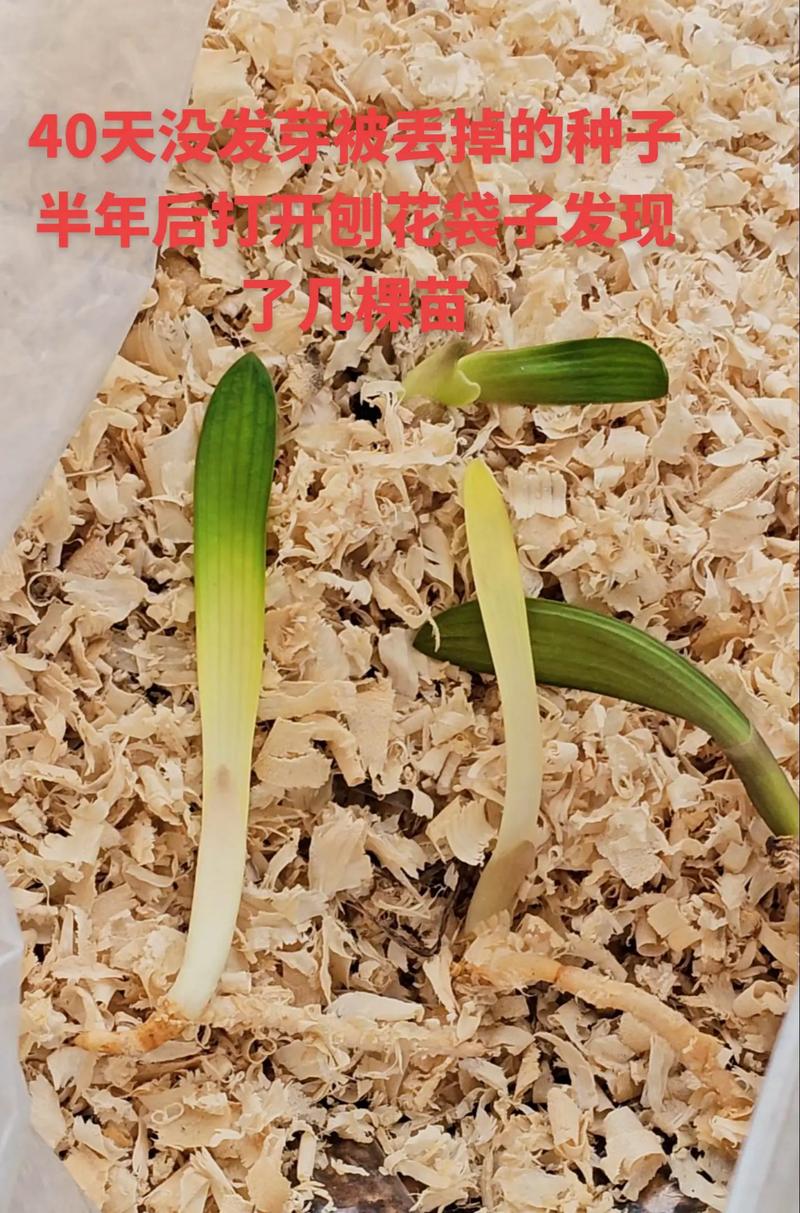 君子兰种子如何催芽(君子兰种子如何催芽比较好)-第4张图片-多多自然网 君子兰种子如何催芽(君子兰种子如何催芽比较好)-第4张图片-多多自然网