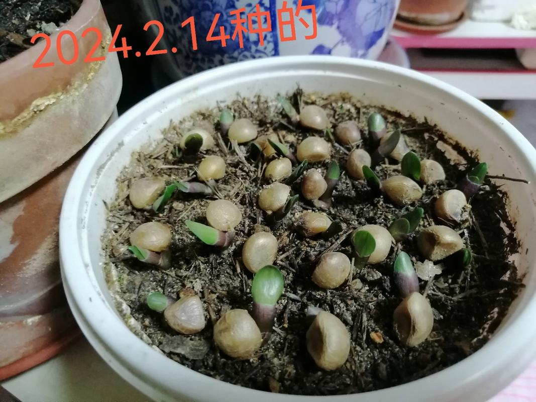 君子兰种子如何催芽(君子兰种子如何催芽比较好)-第5张图片-多多自然网 君子兰种子如何催芽(君子兰种子如何催芽比较好)-第5张图片-多多自然网