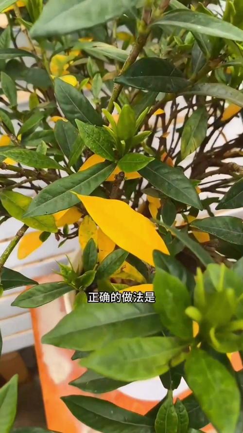 栀子黄叶掉花苞(栀子花掉包黄叶)-第5张图片-多多自然网 栀子黄叶掉花苞(栀子花掉包黄叶)-第5张图片-多多自然网