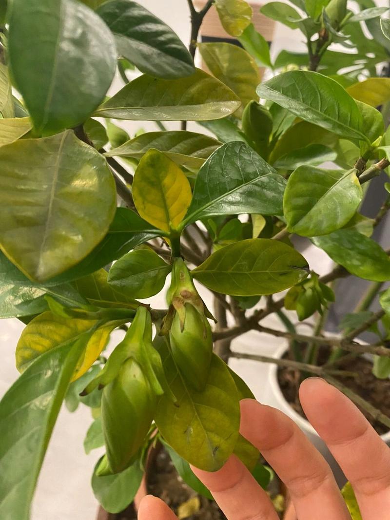 栀子黄叶掉花苞(栀子花掉包黄叶)-第6张图片-多多自然网 栀子黄叶掉花苞(栀子花掉包黄叶)-第6张图片-多多自然网
