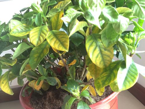 栀子黄叶掉花苞(栀子花掉包黄叶)-第7张图片-多多自然网 栀子黄叶掉花苞(栀子花掉包黄叶)-第7张图片-多多自然网
