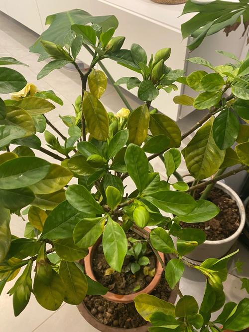 栀子黄叶掉花苞(栀子花掉包黄叶)-第8张图片-多多自然网 栀子黄叶掉花苞(栀子花掉包黄叶)-第8张图片-多多自然网