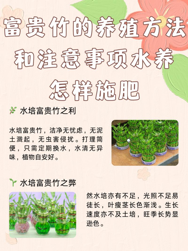 富贵竹用什么水养比较好(富贵竹叶子发黄浇白糖水)-第5张图片-多多自然网 富贵竹用什么水养比较好(富贵竹叶子发黄浇白糖水)-第5张图片-多多自然网