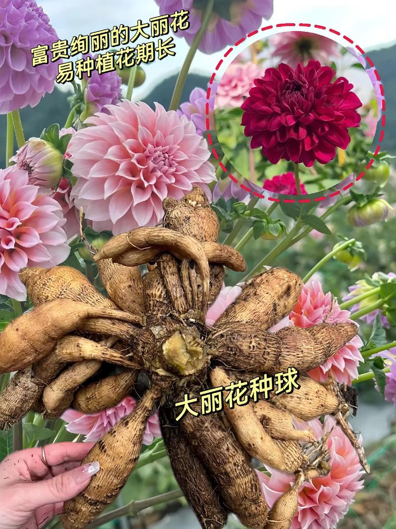 大丽花种植时间(大丽花种子种植方法几月种比较好)-第2张图片-多多自然网 大丽花种植时间(大丽花种子种植方法几月种比较好)-第2张图片-多多自然网