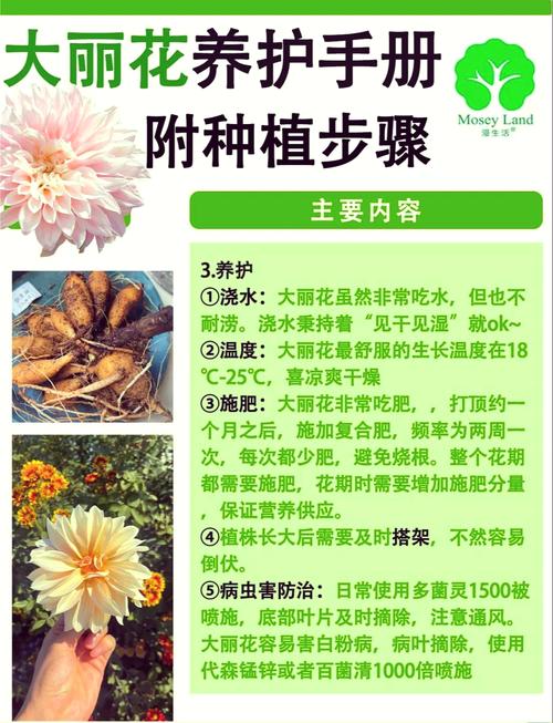 大丽花种植时间(大丽花种子种植方法几月种比较好)-第5张图片-多多自然网 大丽花种植时间(大丽花种子种植方法几月种比较好)-第5张图片-多多自然网