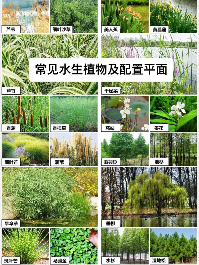 延药睡莲的水肥管理(延药睡莲有毒吗)-第2张图片-多多自然网 延药睡莲的水肥管理(延药睡莲有毒吗)-第2张图片-多多自然网