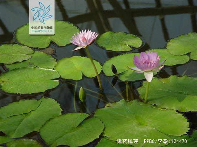 延药睡莲的水肥管理(延药睡莲有毒吗)-第5张图片-多多自然网 延药睡莲的水肥管理(延药睡莲有毒吗)-第5张图片-多多自然网