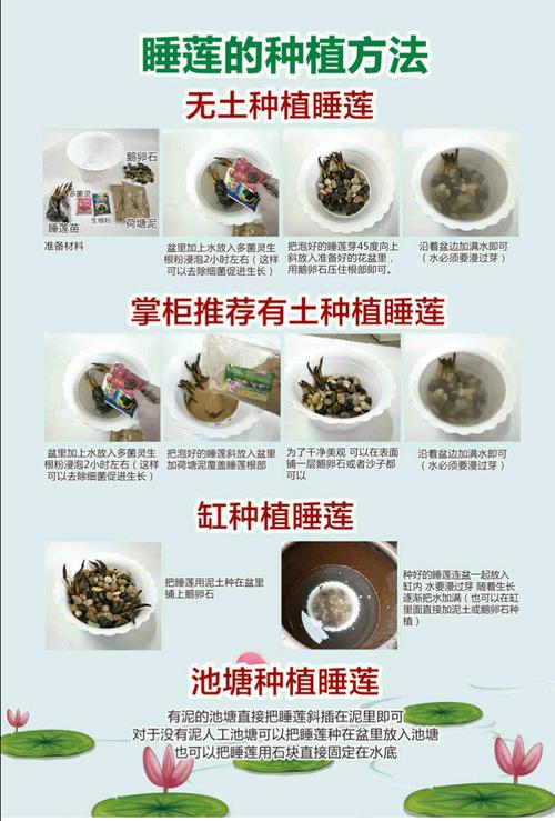 延药睡莲的水肥管理(延药睡莲有毒吗)-第6张图片-多多自然网 延药睡莲的水肥管理(延药睡莲有毒吗)-第6张图片-多多自然网