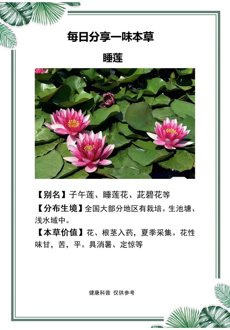 延药睡莲的水肥管理(延药睡莲有毒吗)-第7张图片-多多自然网 延药睡莲的水肥管理(延药睡莲有毒吗)-第7张图片-多多自然网