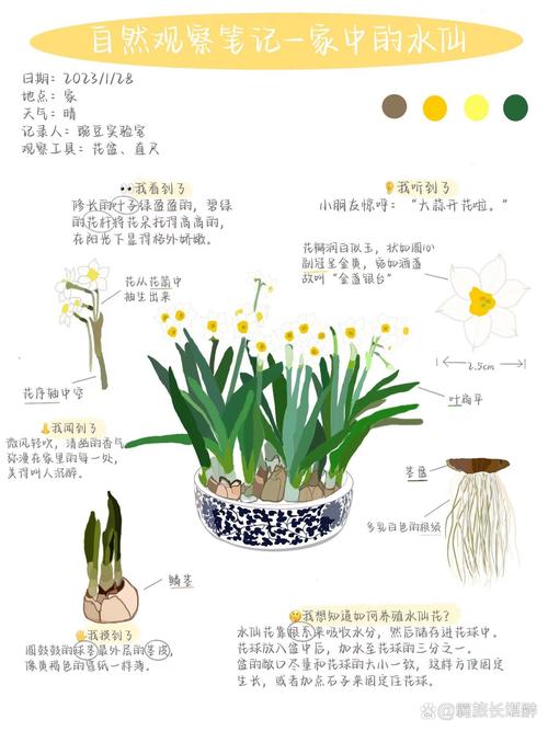 水培水仙花春天怎么办(水培水仙花期多长)-第1张图片-多多自然网 水培水仙花春天怎么办(水培水仙花期多长)-第1张图片-多多自然网