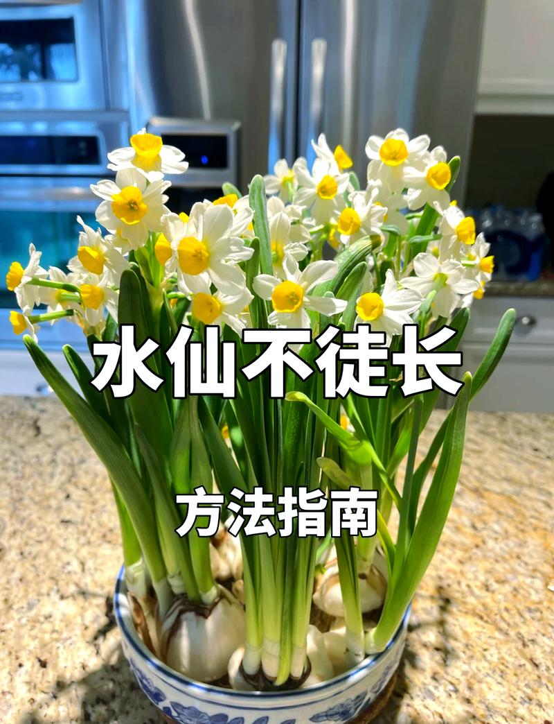 水培水仙花春天怎么办(水培水仙花期多长)-第2张图片-多多自然网 水培水仙花春天怎么办(水培水仙花期多长)-第2张图片-多多自然网