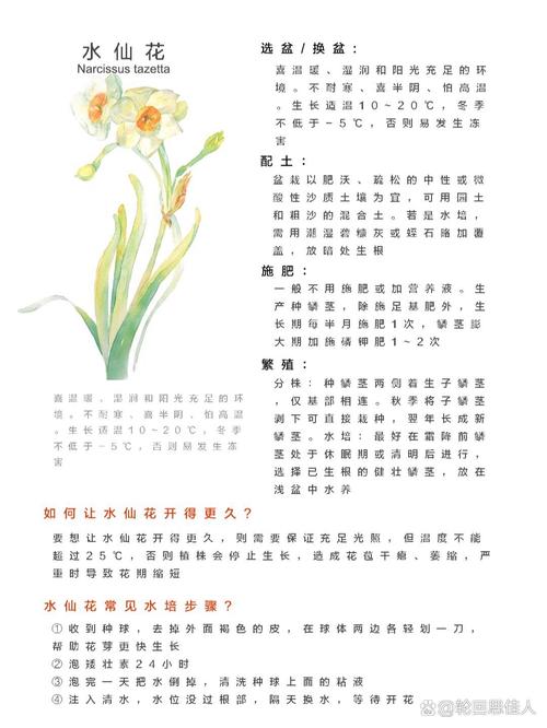 水培水仙花春天怎么办(水培水仙花期多长)-第4张图片-多多自然网 水培水仙花春天怎么办(水培水仙花期多长)-第4张图片-多多自然网