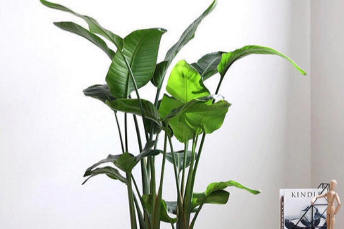 如何使鹤望兰在元旦开花(鹤望兰怎样开花)-第3张图片-多多自然网 如何使鹤望兰在元旦开花(鹤望兰怎样开花)-第3张图片-多多自然网