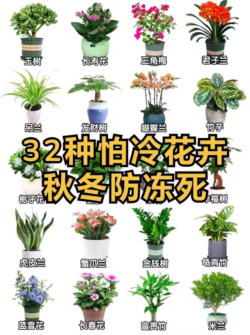 如何使鹤望兰在元旦开花(鹤望兰怎样开花)-第6张图片-多多自然网 如何使鹤望兰在元旦开花(鹤望兰怎样开花)-第6张图片-多多自然网