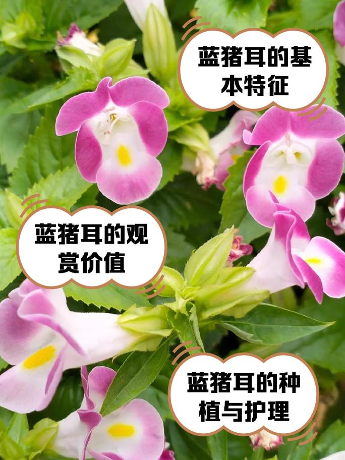 蓝猪耳怎么养(蓝猪耳怎么养护)-第4张图片-多多自然网 蓝猪耳怎么养(蓝猪耳怎么养护)-第4张图片-多多自然网