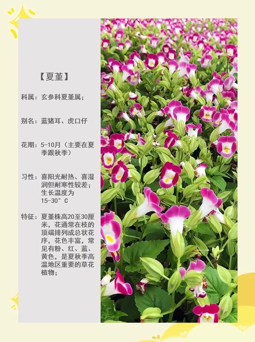 蓝猪耳怎么养(蓝猪耳怎么养护)-第5张图片-多多自然网 蓝猪耳怎么养(蓝猪耳怎么养护)-第5张图片-多多自然网