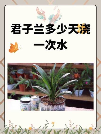 剑兰多久浇水(剑兰多久施肥)-第2张图片-多多自然网 剑兰多久浇水(剑兰多久施肥)-第2张图片-多多自然网