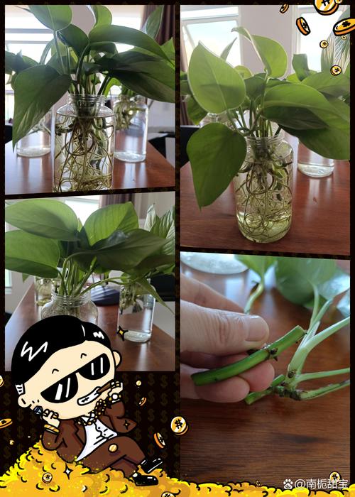如何自制绿萝营养液(自制绿萝营养液啤酒)-第2张图片-多多自然网 如何自制绿萝营养液(自制绿萝营养液啤酒)-第2张图片-多多自然网