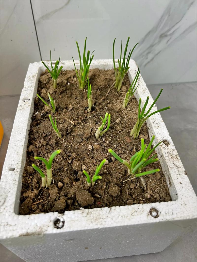 大蒜葱叶丢盆里(活葱死蒜苗)-第2张图片-多多自然网 大蒜葱叶丢盆里(活葱死蒜苗)-第2张图片-多多自然网