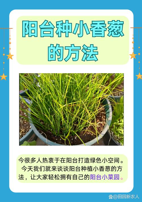 大蒜葱叶丢盆里(活葱死蒜苗)-第3张图片-多多自然网 大蒜葱叶丢盆里(活葱死蒜苗)-第3张图片-多多自然网