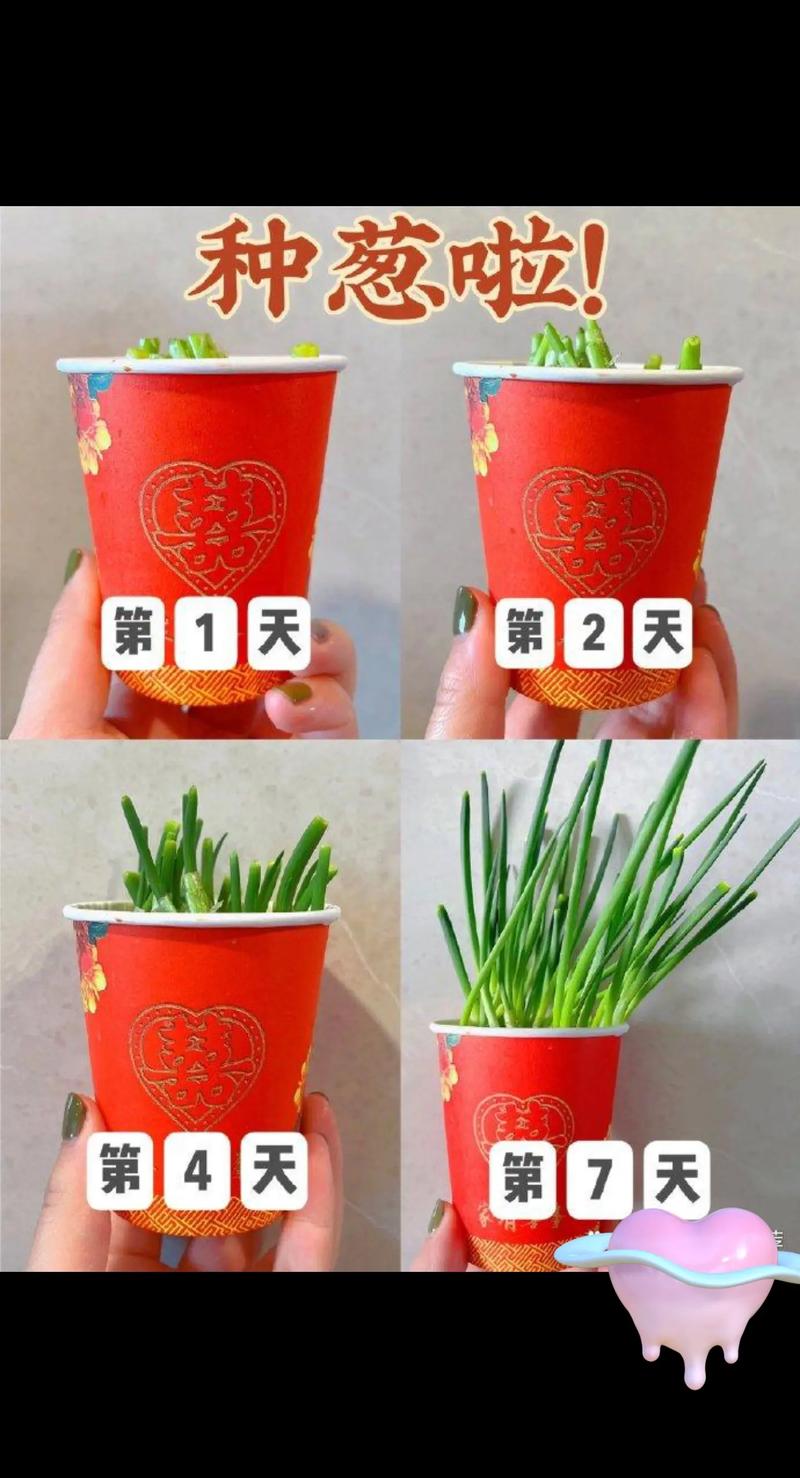 大蒜葱叶丢盆里(活葱死蒜苗)-第4张图片-多多自然网 大蒜葱叶丢盆里(活葱死蒜苗)-第4张图片-多多自然网