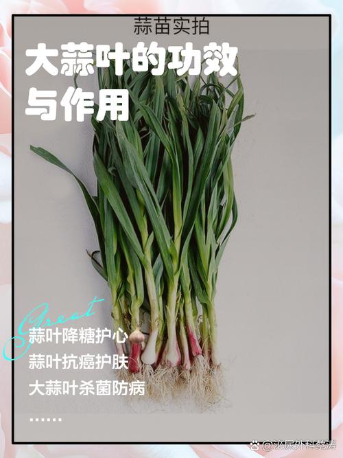 大蒜葱叶丢盆里(活葱死蒜苗)-第7张图片-多多自然网 大蒜葱叶丢盆里(活葱死蒜苗)-第7张图片-多多自然网