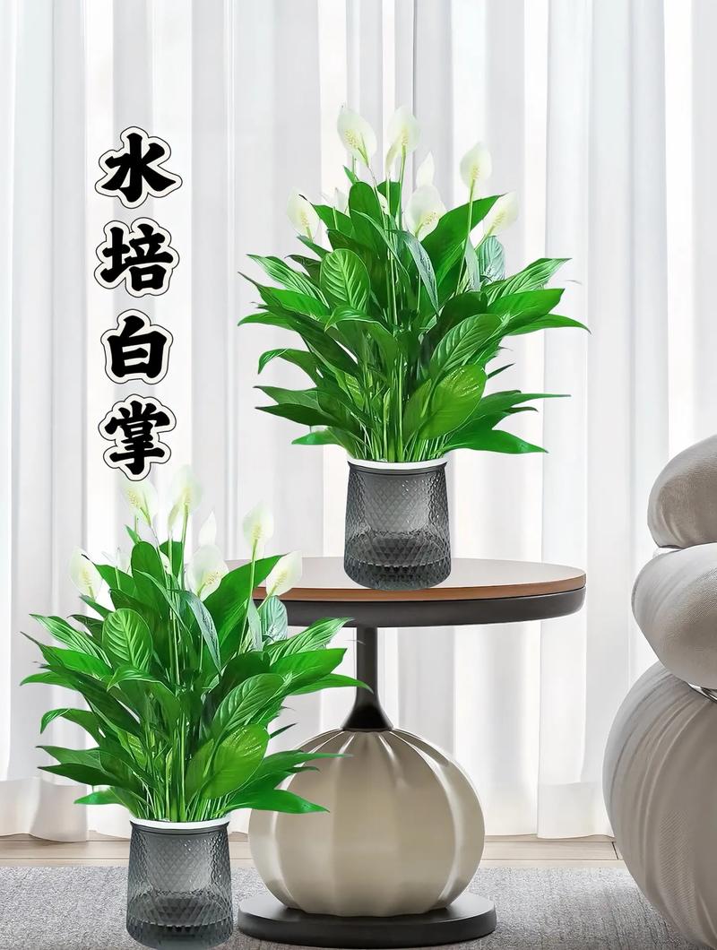 水培白掌怎么过冬(水培白掌怎样过冬)-第5张图片-多多自然网 水培白掌怎么过冬(水培白掌怎样过冬)-第5张图片-多多自然网
