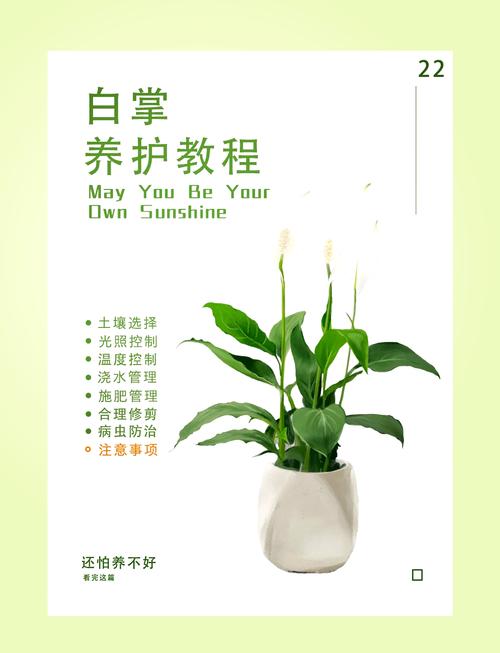 水培白掌怎么过冬(水培白掌怎样过冬)-第6张图片-多多自然网 水培白掌怎么过冬(水培白掌怎样过冬)-第6张图片-多多自然网