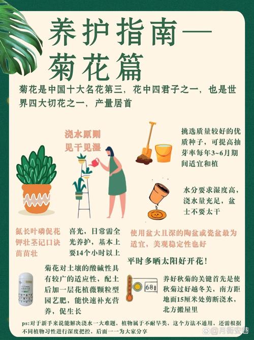 荷兰菊怎么浇水(荷兰菊怎样浇水)-第1张图片-多多自然网 荷兰菊怎么浇水(荷兰菊怎样浇水)-第1张图片-多多自然网