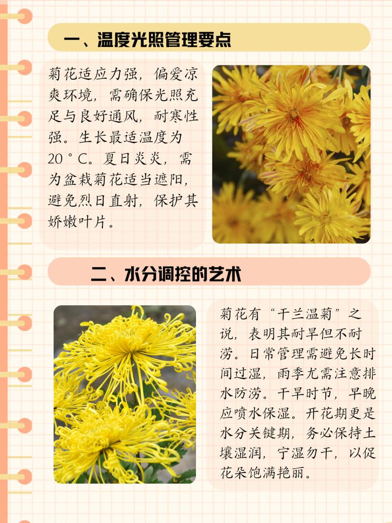 荷兰菊怎么浇水(荷兰菊怎样浇水)-第2张图片-多多自然网 荷兰菊怎么浇水(荷兰菊怎样浇水)-第2张图片-多多自然网