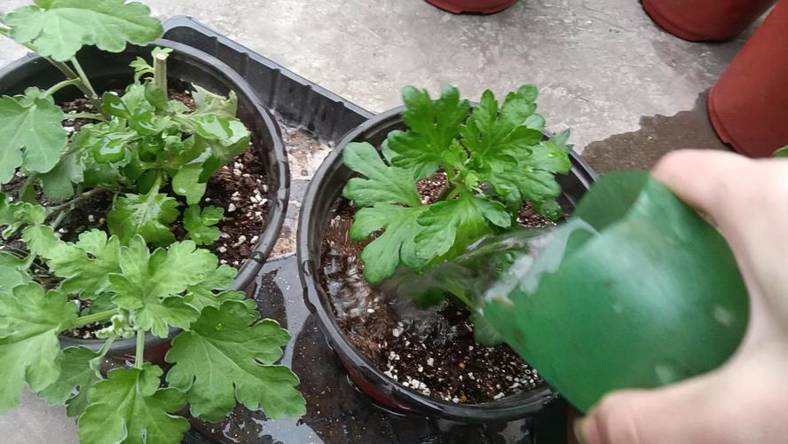 荷兰菊怎么浇水(荷兰菊怎样浇水)-第5张图片-多多自然网 荷兰菊怎么浇水(荷兰菊怎样浇水)-第5张图片-多多自然网