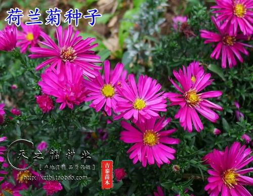 荷兰菊怎么浇水(荷兰菊怎样浇水)-第7张图片-多多自然网 荷兰菊怎么浇水(荷兰菊怎样浇水)-第7张图片-多多自然网