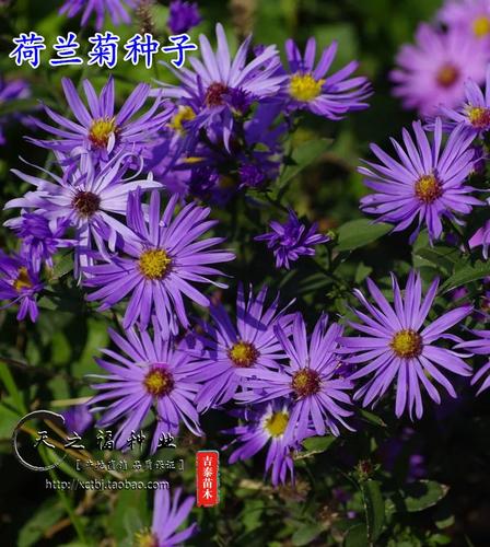 荷兰菊怎么浇水(荷兰菊怎样浇水)-第8张图片-多多自然网 荷兰菊怎么浇水(荷兰菊怎样浇水)-第8张图片-多多自然网
