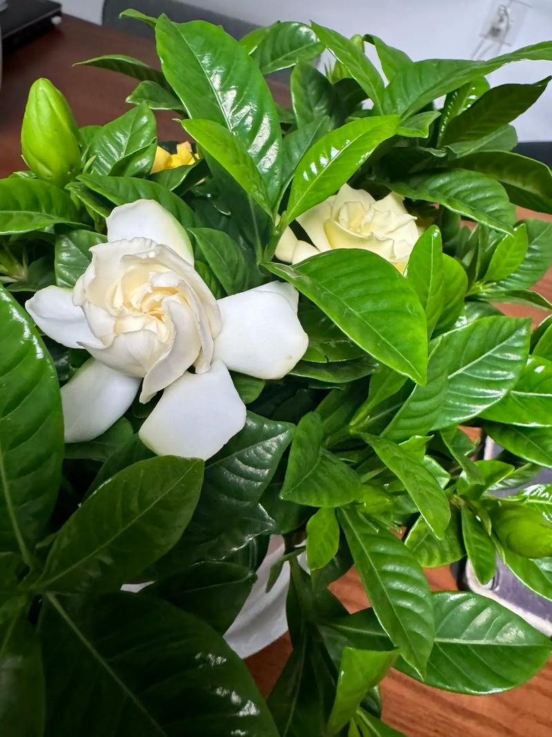 栀子花可以放在客厅吗(栀子花在客厅里放行吗,有毒吗)-第1张图片-多多自然网 栀子花可以放在客厅吗(栀子花在客厅里放行吗,有毒吗)-第1张图片-多多自然网